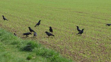 Effarouchement des oiseaux – Nouvelle période